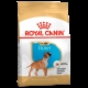 BOXER PUPPY  3 KG