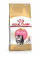 PERSIAN KITTEN 10KG