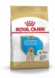 GOLDEN RETRIEVER PUPPY 12KG