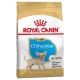 CHIHUAHUA PUPPY 500G