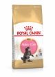KITTEN MAINE COON 4KG