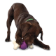 BUSY BUDDY BOUNCY BONE