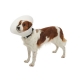 COLLAR ISABELINO BUSTER OPACO 40 1UD